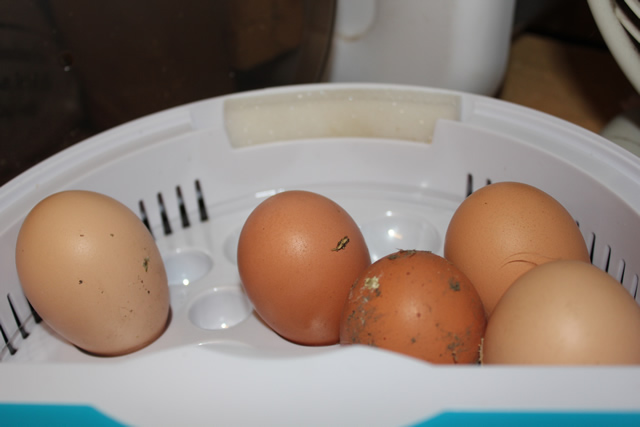 Eggs in the incubator