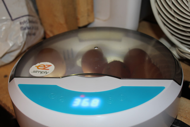 Eggs in Incubator