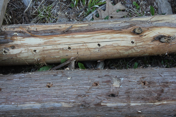 Holes for Mushrooms