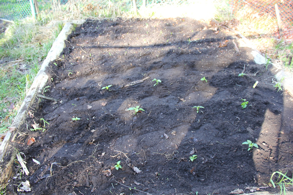 Outdoor Garden Planted