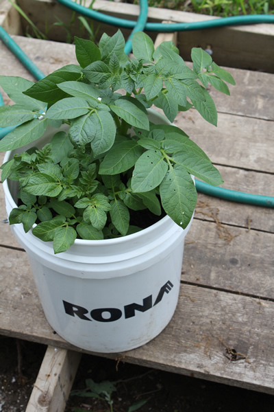 Potatoes Growing in Buckets