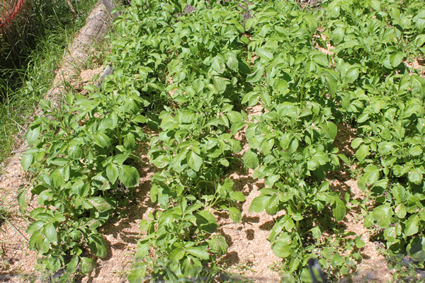 Potatoes planted