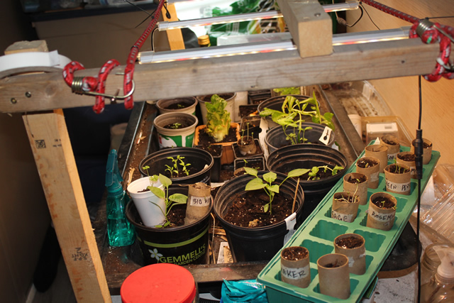 LED lights over seedlings