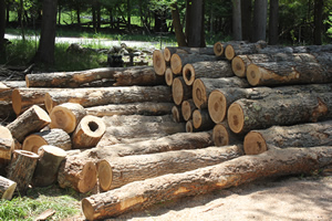 wood processing