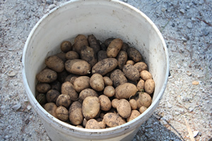 potatoes from the buckets