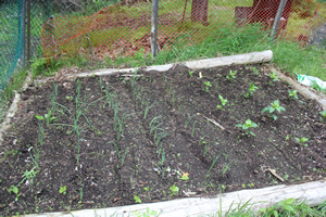 Garden Planted