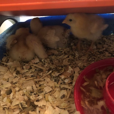 baby chickens