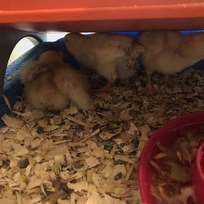 Another picture of baby chickens